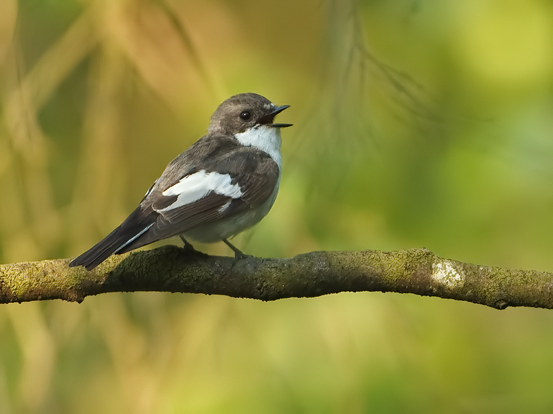 Fidecula hypoleuca Bonte Vliegenvanger Pied Flycatcher